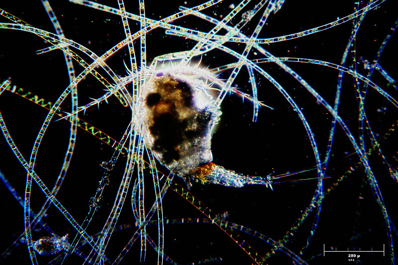 Copepode  in campo oscuro